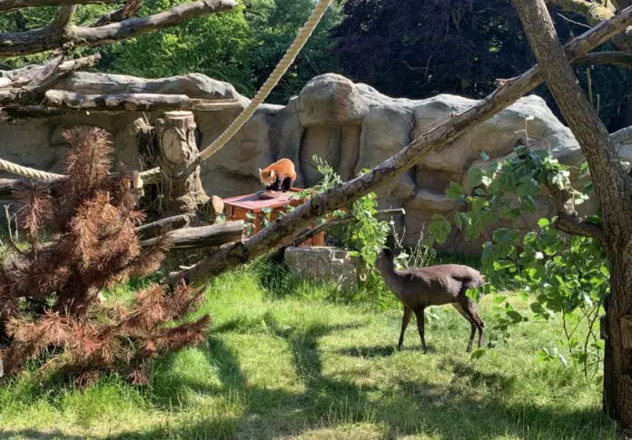 Schopfhirsche und der Rote Panda in ihrem neuen Zuhause am Schölerberg. / Foto: Guss