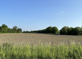 Grüner Finger am Westerberg