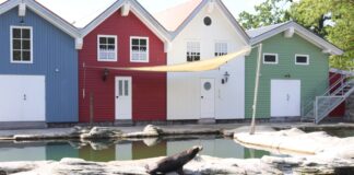 In den Zoo Osnabrück ist mit dem jungen Seelöwenbullen Alvis der erste männliche Artgenosse ins Seelöwenbecken der 2022 eröffneten Wasserwelten Mariasiel gezogen. / Foto: Zoo Osnabrück (Lara Holzkamp)