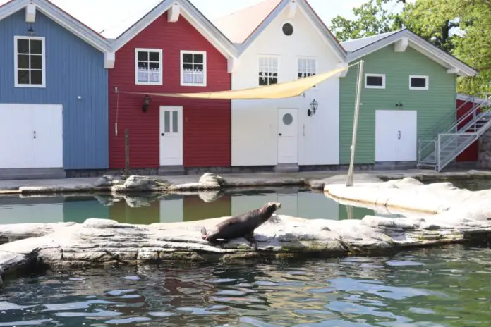 In den Zoo Osnabrück ist mit dem jungen Seelöwenbullen Alvis der erste männliche Artgenosse ins Seelöwenbecken der 2022 eröffneten Wasserwelten Mariasiel gezogen. / Foto: Zoo Osnabrück (Lara Holzkamp)