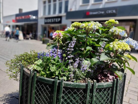 Von der Altstadt bis in die Johannisstraße stehen 80 schön bepflanzte Blumenkübel, die auch für Insekten gut sind. / Foto: Dayan