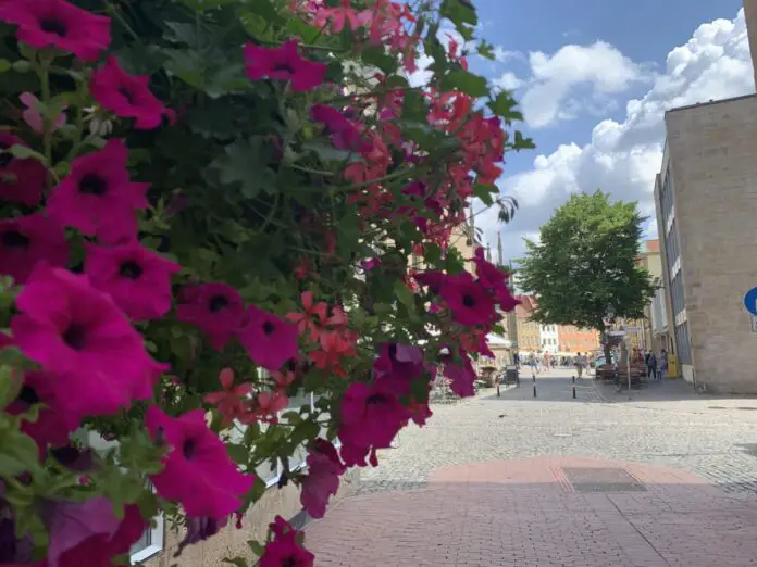 Blumen in der Heger Straße. / Foto: Guss