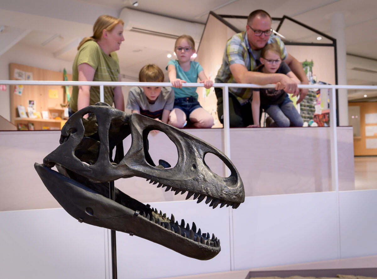 Raubsaurierschädel in der neuen Dauerausstellung. / © Hermann Pentermann