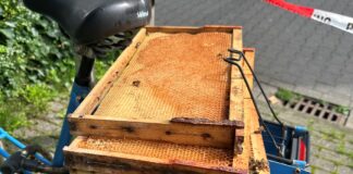 Die gefundenen Bienenwaben. / Foto: Polizei Osnabrück