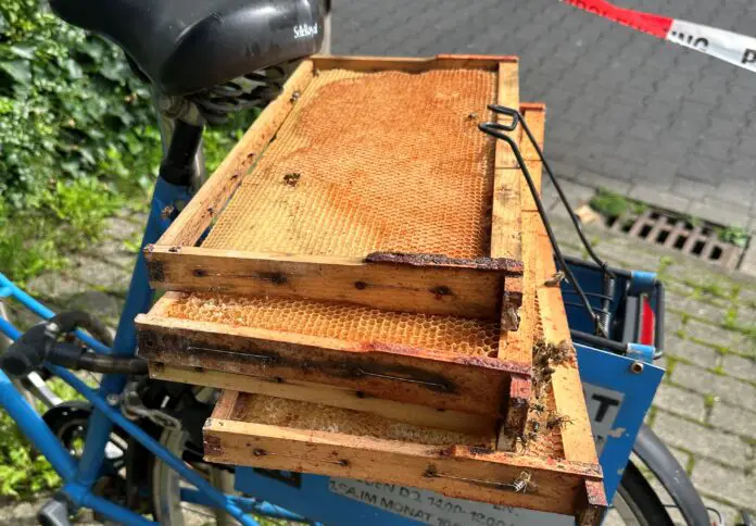 Die gefundenen Bienenwaben. / Foto: Polizei Osnabrück