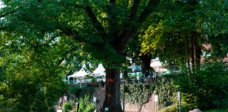 Eine Gruppe von Kanadagänsen ist hin und wieder auch außerhalb des Kasinoparks unterwegs. Um diese Laufwege besser nachvollziehen zu können, bittet die Stadt nun um Hilfe aus der Bevölkerung. / Foto: Stadt Georgsmarienhütte (Michael Dreampics)