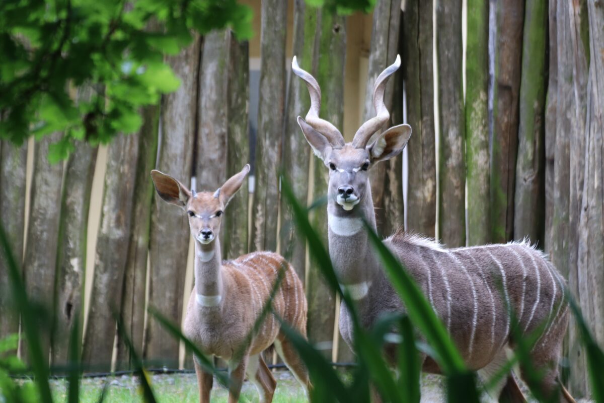 Kleiner Kudu Julius (li.), hier mit Männchen Horst / Foto: Zoo Osnabrück