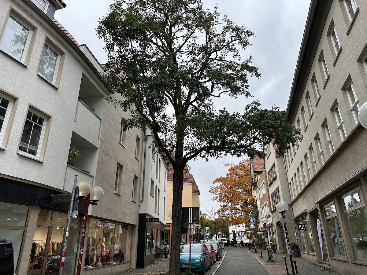 Dieser Stadtbaum durfte nach Prüfung durch den OSB stehenbleiben / Foto: Pohlmann
