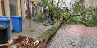 Umgestürzter Baum in der Bierstraße / Foto: Vonstein, Stadt Osnabrück - mit KI bearbeitet