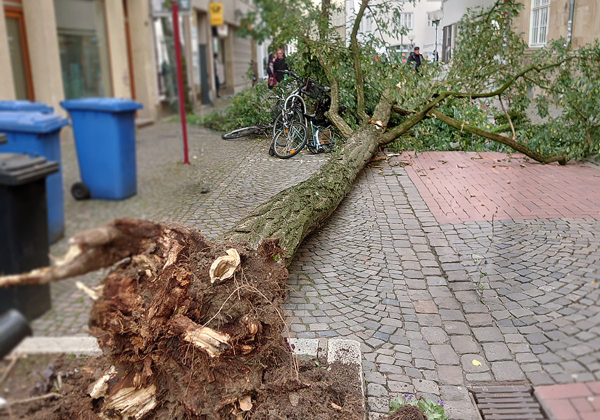 Umgestürzter Baum in der Bierstraße / Foto: Vonstein, Stadt Osnabrück - mit KI bearbeitet