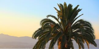 Palme am Mittelmeer (Korsika)