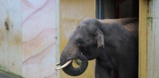 Elefantenbulle Ananda / Foto: Zoo Osnabrück (Lara Holzkamp)