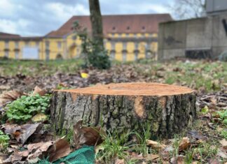 Abgesägter Baum am Ledenhof