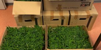 Cannabis-Pflanzen wurden beschlagnahmt. / Foto: Hauptzollamt Osnabrück