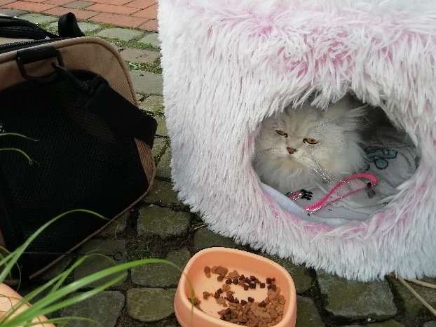 Diese Katze wurde in Bramsche ausgesetzt. / Foto: Polizei