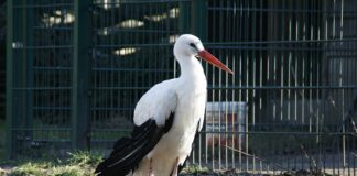 Storch
