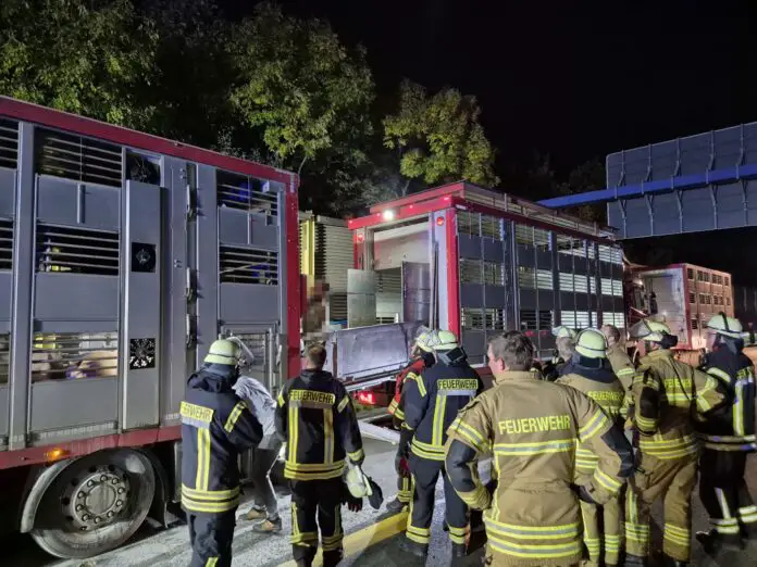 2025-10-14_Feuer-LKW-Schweinelaster_Autobahn-A1-Osnabrueck-Hafen-009 Die Freiwillige Feuerwehr Wallenhorst löschte letzte Glutnester und kümmerte sich um die Tiere. / Foto: Heiko Westermann