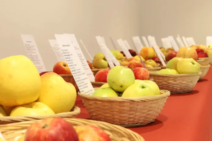 308551P Bei einer Apfelsorten-Ausstellung im Museum am Schölerberg sind alte, regionale Apfelsorten zu sehen.