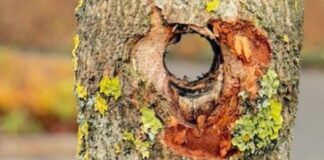 Beschädigter Baumstamm in Bad Laer. / Foto: PI Osnabrück