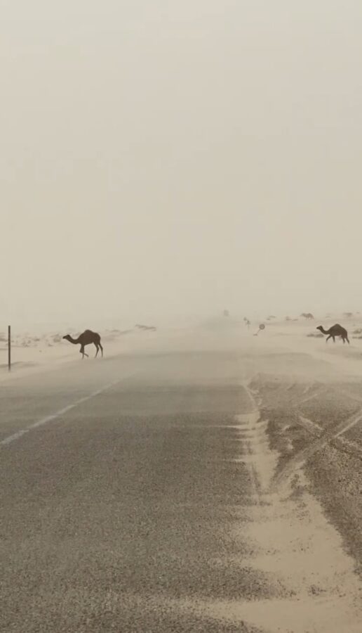 Kamele an der Grenze zu Mauretanien / Foto: privat