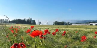 Saatgut für Blühstreifen in Georgsmarienhütte