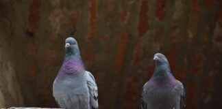 Tauben (Symbolbild) / Foto: Paul Michea, Pixabay