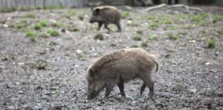 Wildschwein (Archiv)