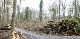 Der Kasinopark Ende November. Nicht nur an den am Wegesrand liegenden Baumstämmen sind die Veränderungen durch das Eschentriebsterben zu erkennen.
