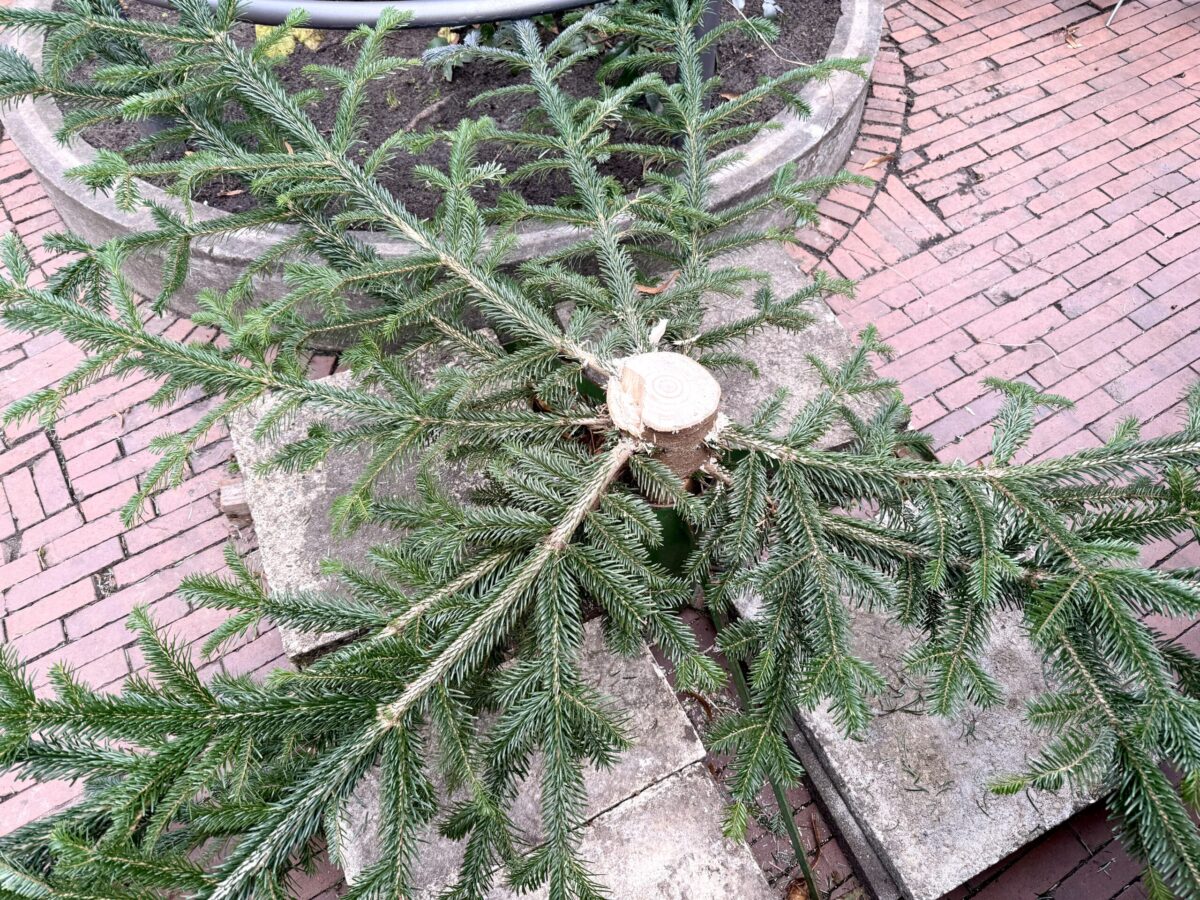 Neue Weihnachtstradition in Osnabrück? Wieder Weihnachtsbaum aus Altstadt geklaut Tannenbaum abgesägt