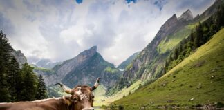Kuh in der Schweiz