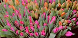 Tulpen auf Markt (Symbolbild)